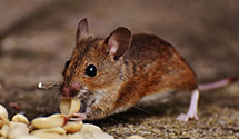 24 Hour & Emergency Exterminators in Clarendon, NC